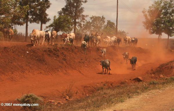 牛ケニヤでは道路に沿って歩く