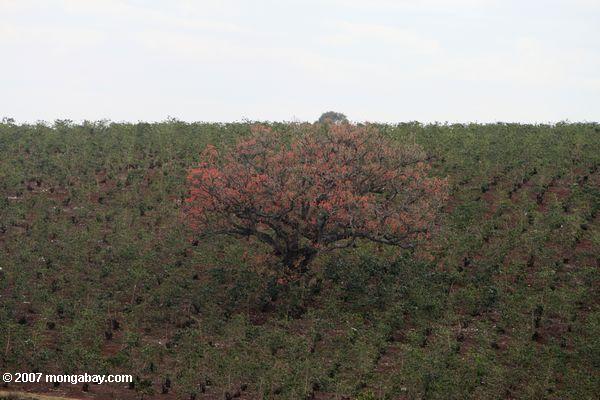 kaffirboom кораллового дерева (erythrina caffra) в плантации кофе