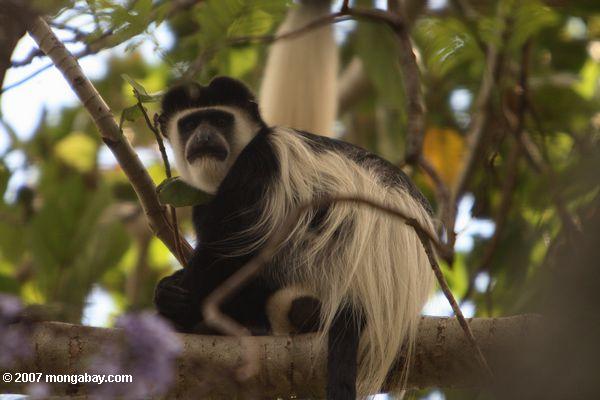 черный colobus обезьяна (colobus angolensis)
