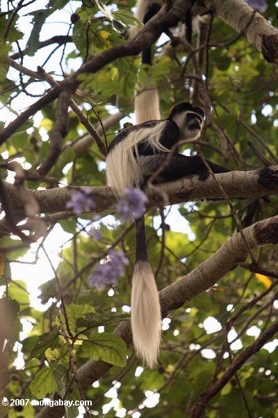 Black Colobus macaco (Colobus angolensis)