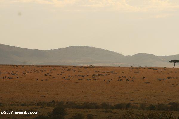 Gran manada de wildebeest y cebra