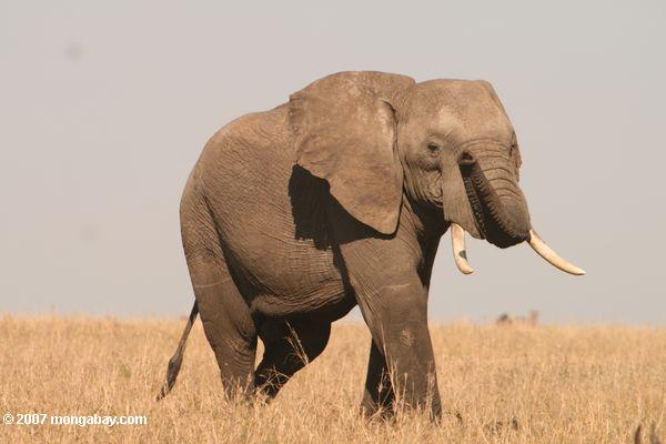 Африканский слон повышения ее ствол