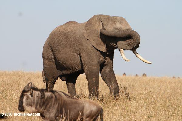 Африканский слон (loxodonta africana), охватывающий ее глазами с его ствола