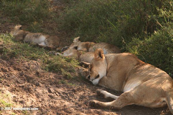 Mother lion sleeping with cubs in Kenya. Photo by: Rhett A. Butler.
