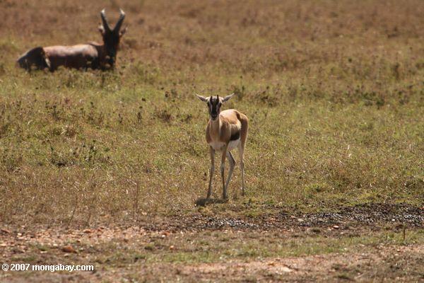 Les jeunes de gazelle