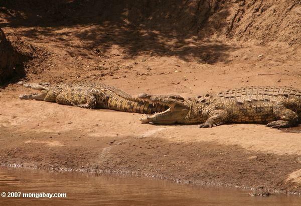 Nilo crocodilos em uma praia