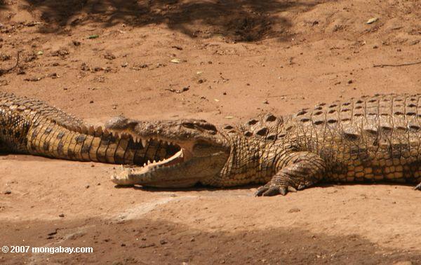 Ниле крокодилов на пляже