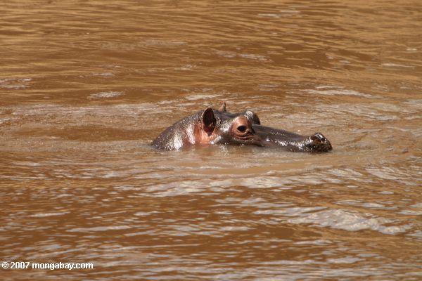 Hippo pointe sur un fleuve boueux