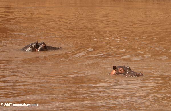 hippos пик из мутной реки