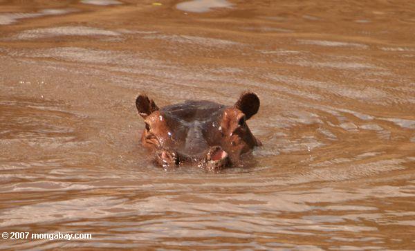 Hippopotamus en horas pico, de un río barroso
