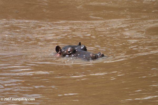 Hippo Höchststand aus einem schlammigen Fluss