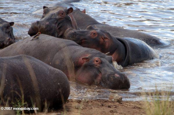 hippopotamuses