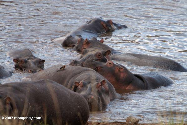 hippopotamodes