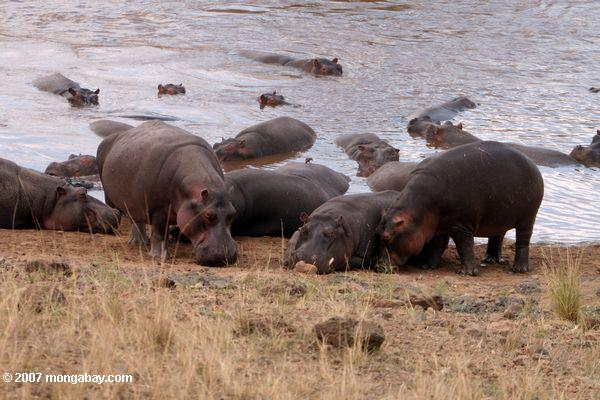hippos качествами и лежа на пляже