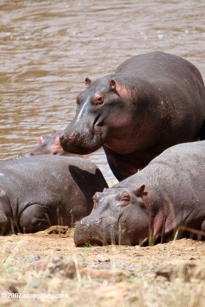 гиппопотам среди постоянных hippopotamodes