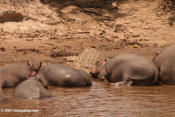 hippos и crocs