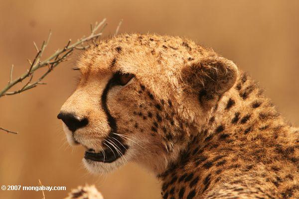 Cheetah (Acinonyx jubatus) - headshot