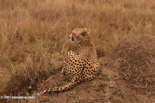 Cheetah (Acinonyx jubatus) sentado en un montaje de termitas