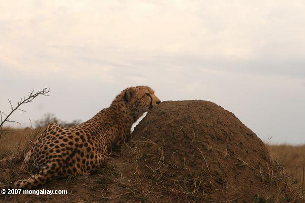 Cheetah (Acinonyx jubatus) auf der Suche nach Beute