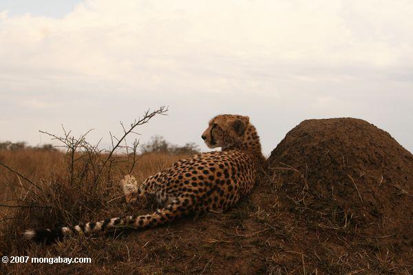 Cheetah (Acinonyx jubatus) en el puesto de observación de Thompson's Gazelle