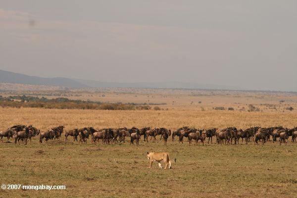 Lion nähert sich ein wildebeest Herde