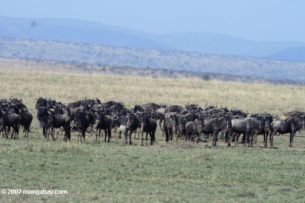 Wildebeest migração