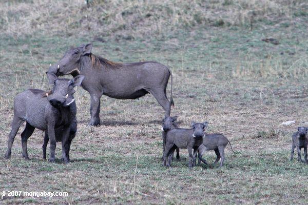 Семья warthogs