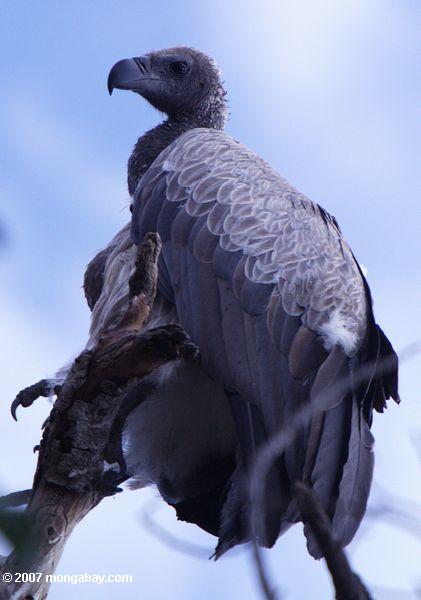 ruppell в vultures (гипса rueppelli)