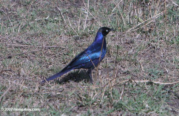 Ruppell's Long - tailed Starling (Lamprotornis purpuropterus)