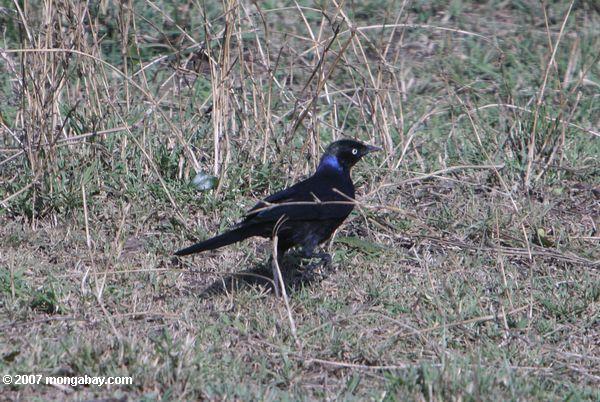 Ruppell's Long - tailed Starling (Lamprotornis purpuropterus)