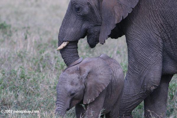 象の子を持つ母親