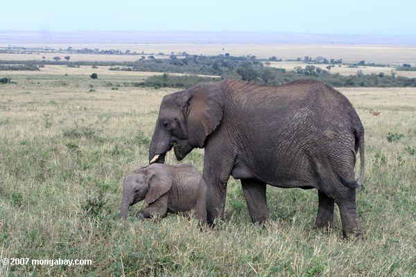 赤ちゃん連れの母親ゾウ