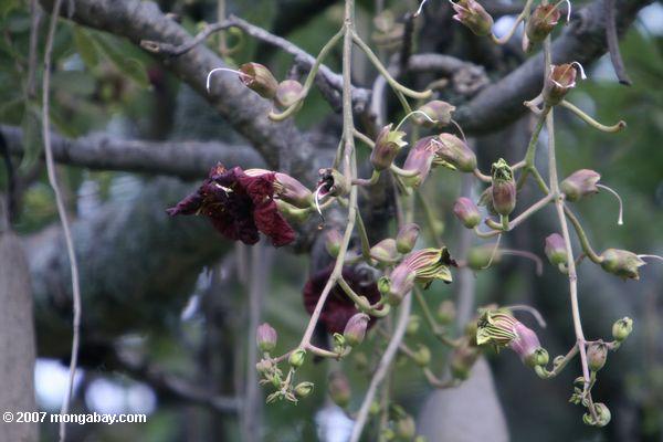 Maroon - farbigen Blüten der afrikanischen Wurst Baum (Kigelia pinnata)