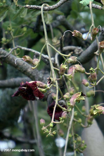 アフリカソーセージツリーの暗赤色の花（ kigelia pinnata ）