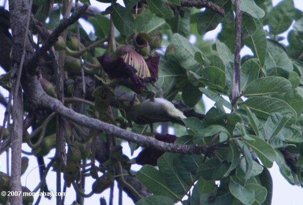Warbler alimentación en el néctar de los árboles africanos salchichas (Kigelia pinnata)