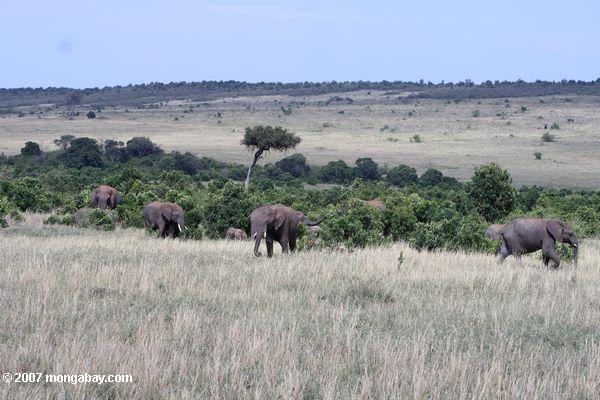 Elephants Africano sobre a savana