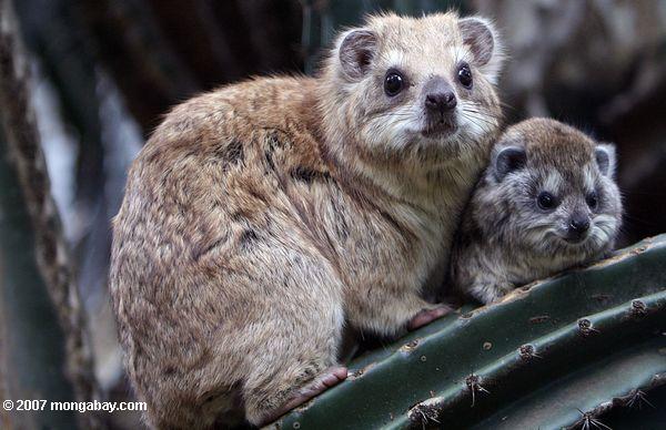 Southern Tree Hyrax with baby 