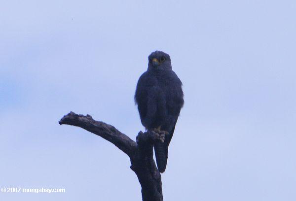 серый пустельга (Falco ardosiaceus)