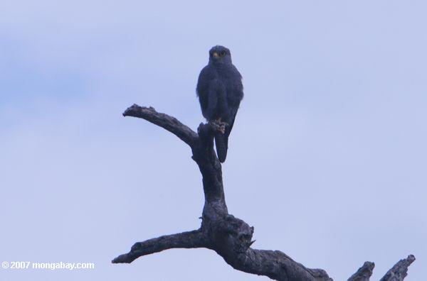серый пустельга (Falco ardosiaceus)