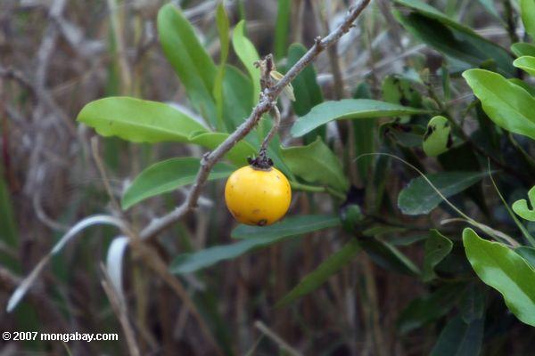Содом Apple (Solanum incanum)