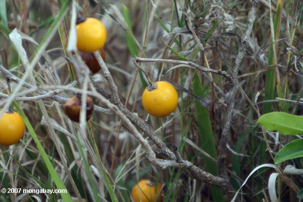 Sodoma's Apple (Solanum incanum) de frutas