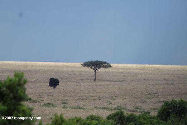 アフリカサバンナのアカシアの木