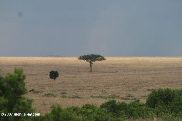 アフリカサバンナのアカシアの木