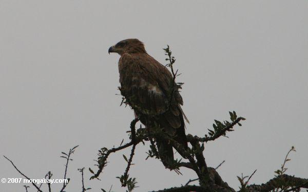 рыжевато-коричневый орел, Aquila rapax