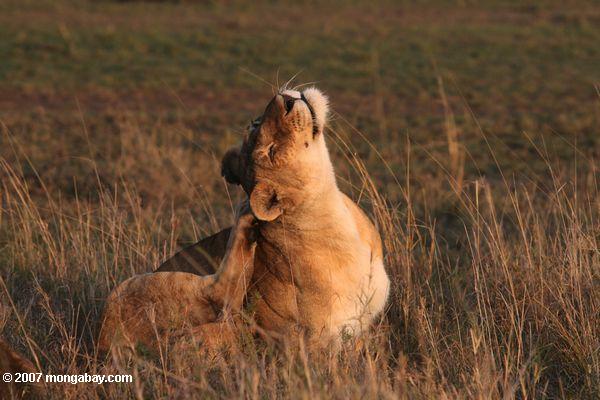 Lion Kratzen sich in der Morgensonne