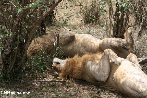 Zwei Löwinnen entspannenden