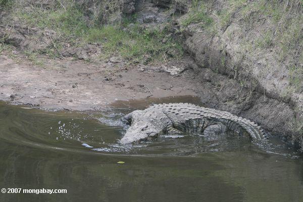 Нил крокодил ввода реку Мара