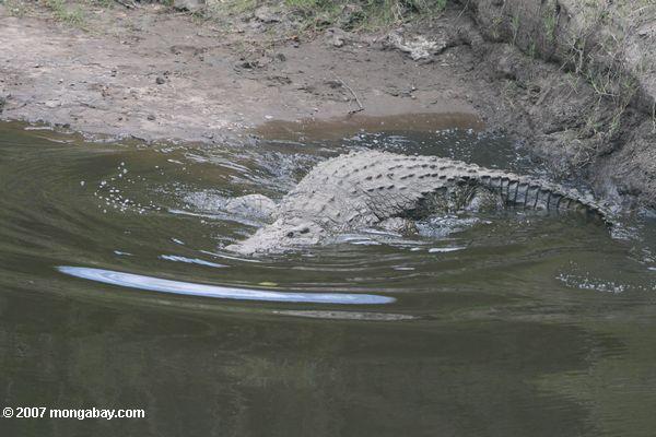 Crocodile du Nil entrant dans la rivière Mara