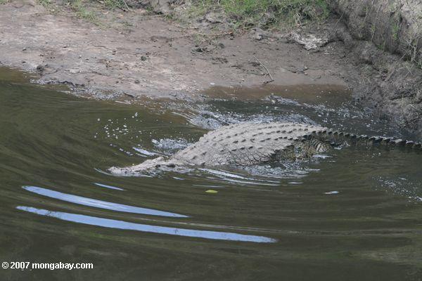 Нил крокодил ввода реку Мара