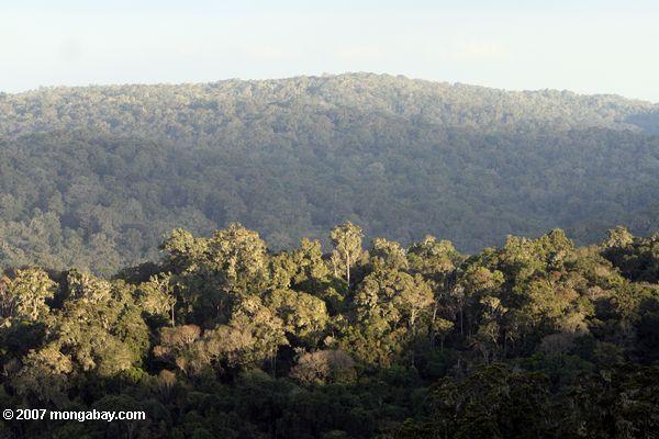 ケニヤでloita丘の熱帯林